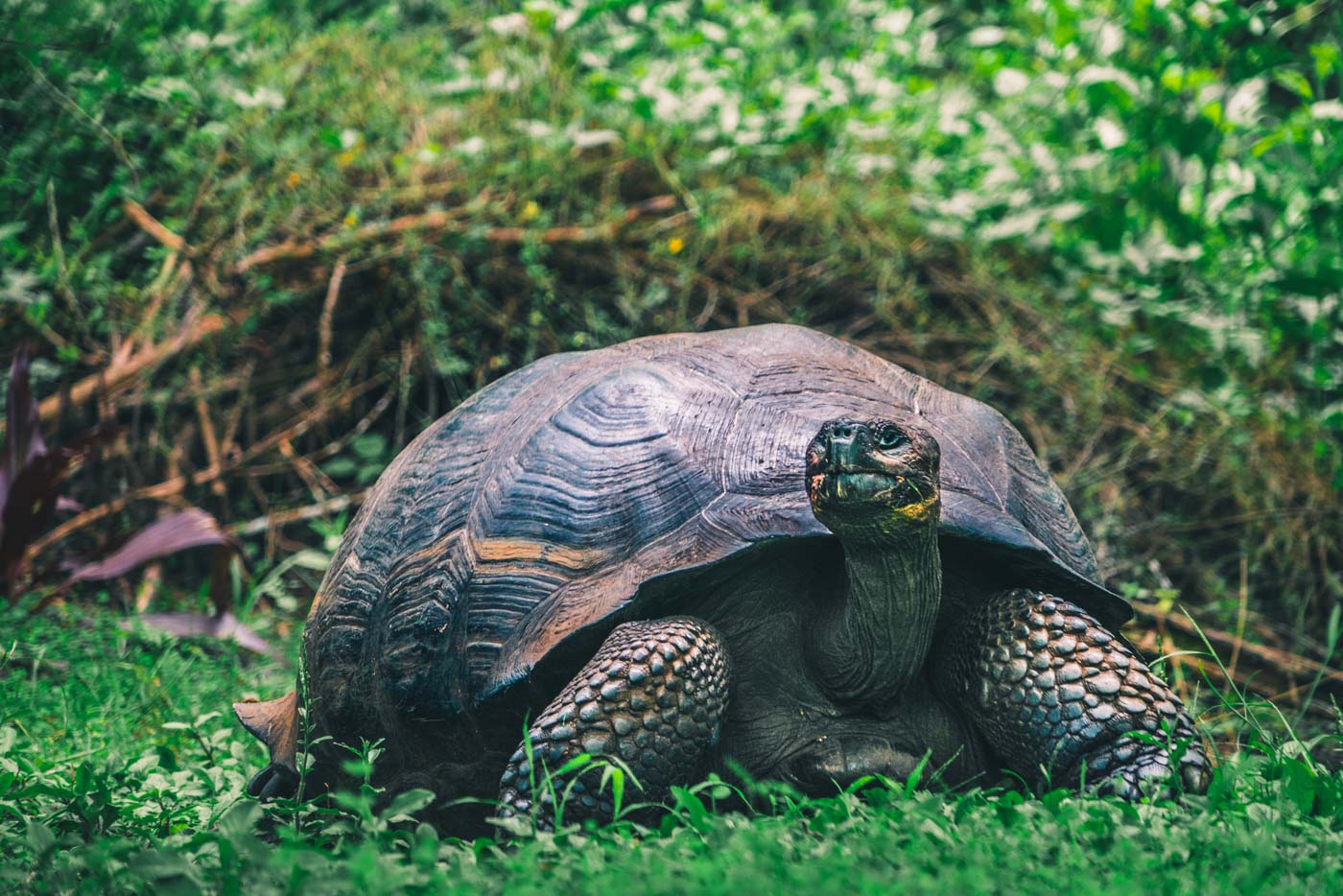 Giant tortoise roaming free at the El Chato Ranch on Santa Crus Island, Galapagos