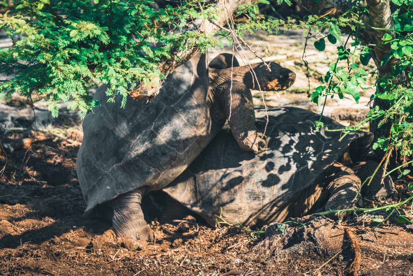Ecuador Galapagos Santa Cruz tortoises 4067