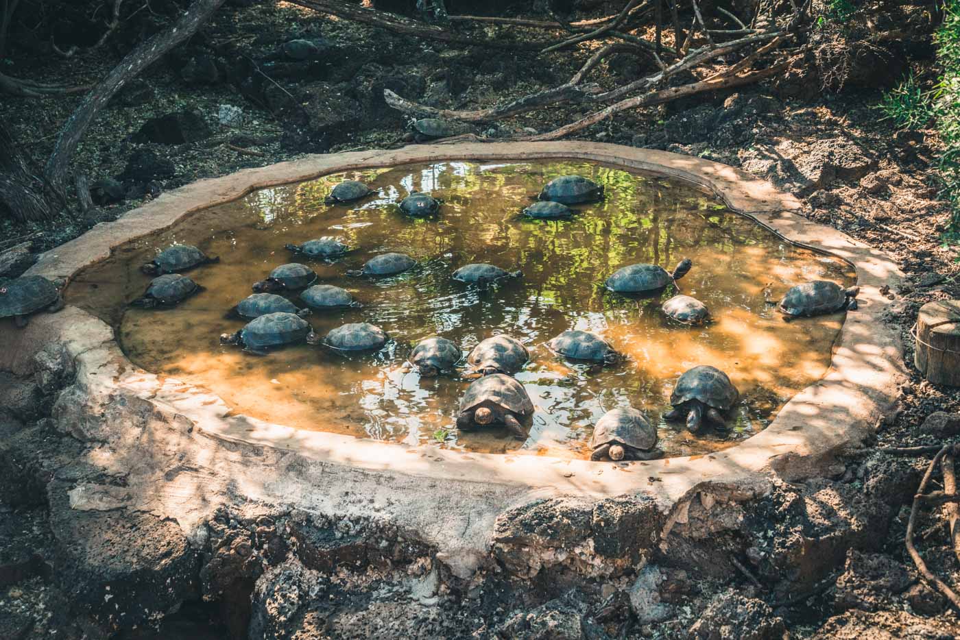 Ecuador Galapagos Santa Cruz tortoises 4069