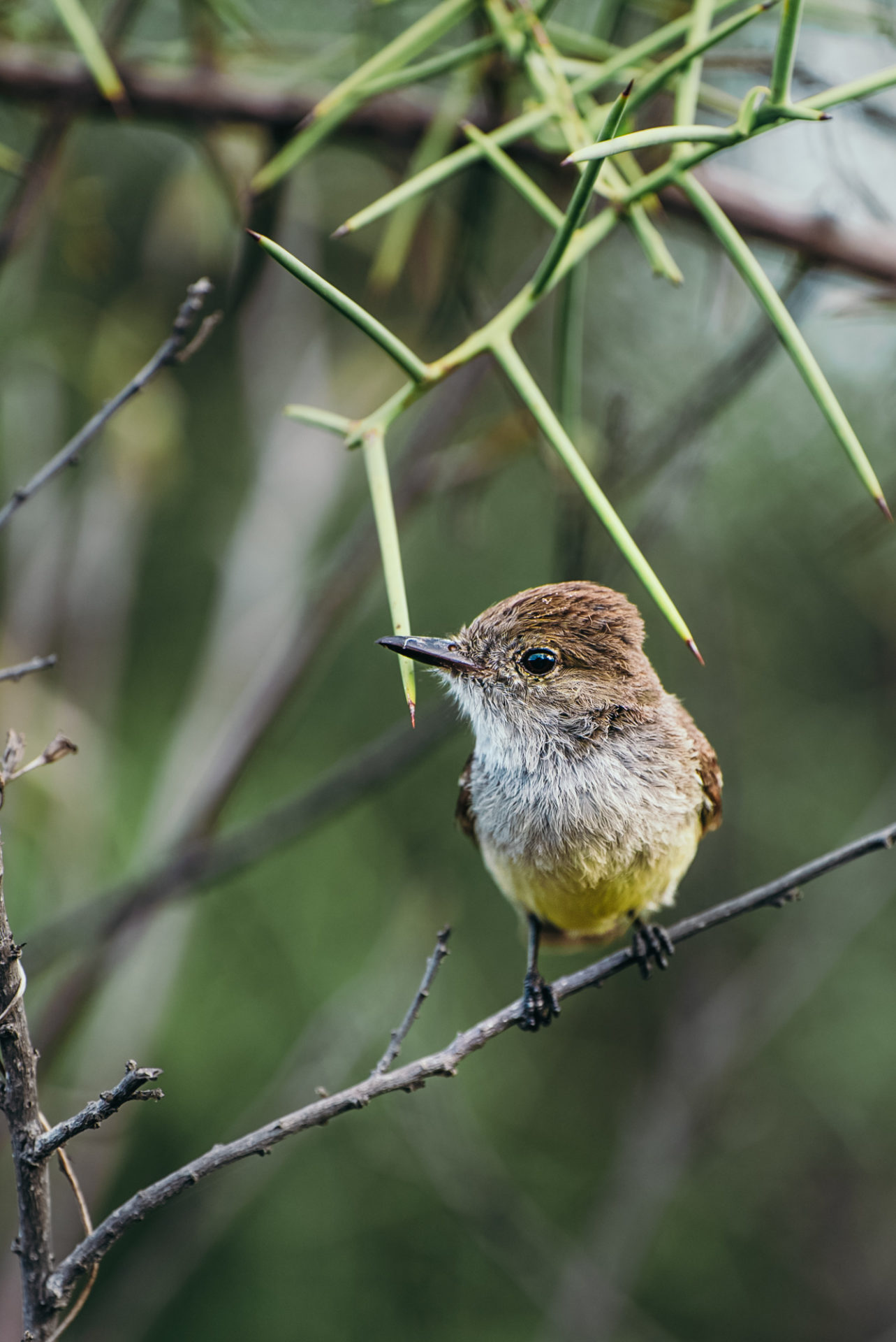 Galapagos flycatcher