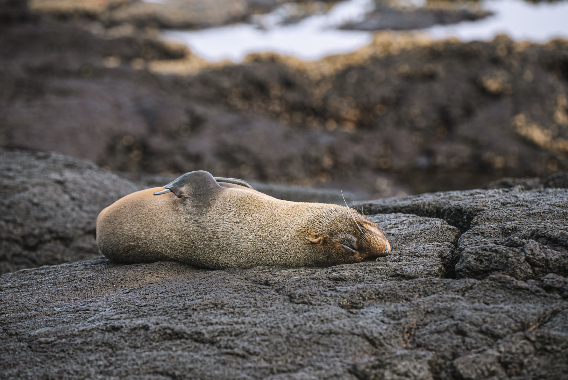 Ecuador Galapagos Santiago fur seal sea lion 06458