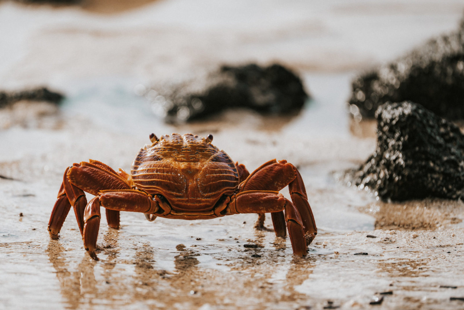 Galapagos Sally Lightfoot Crab, animals of the Galapagos islands