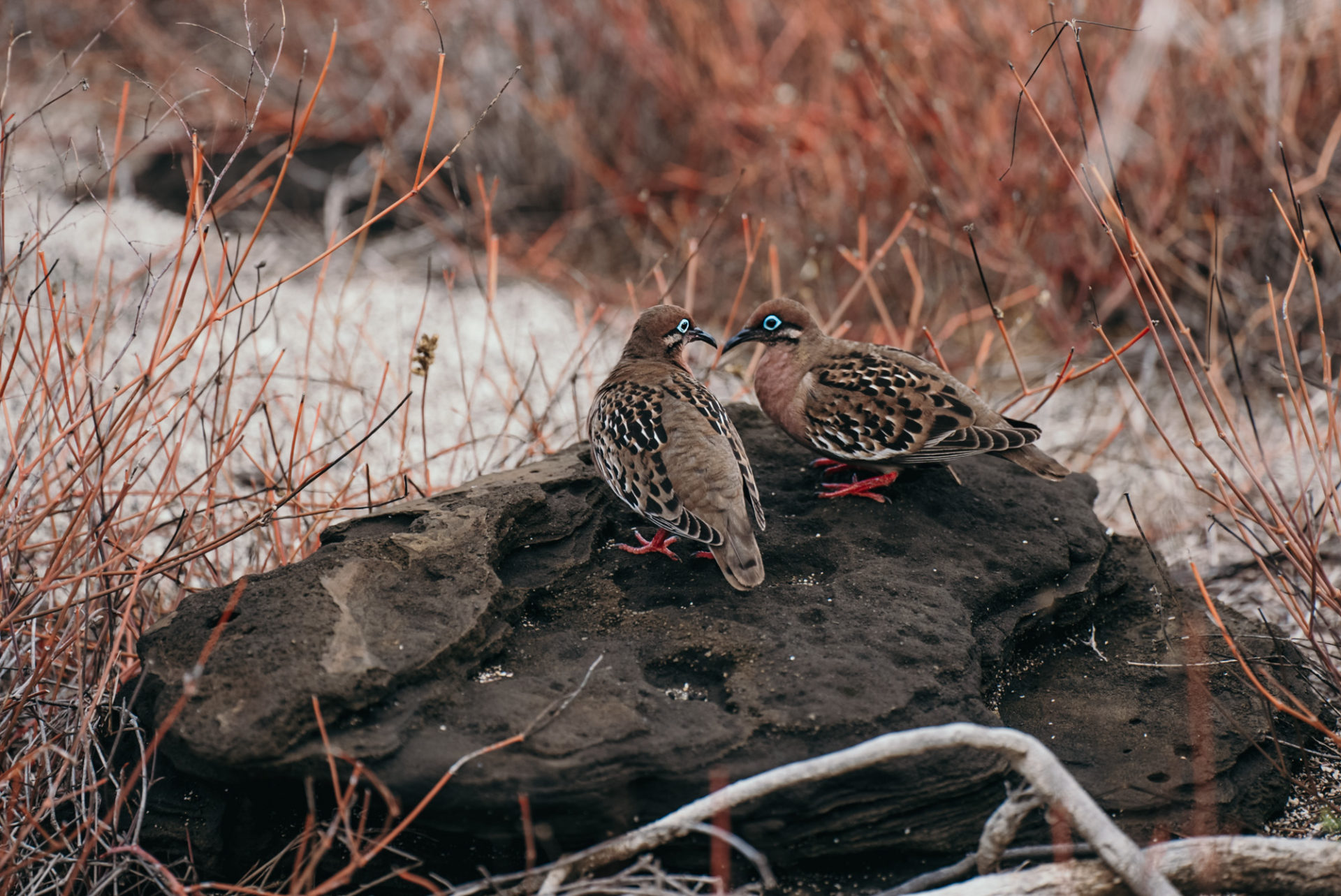 galapagos dove, animals of the Galapagos islands