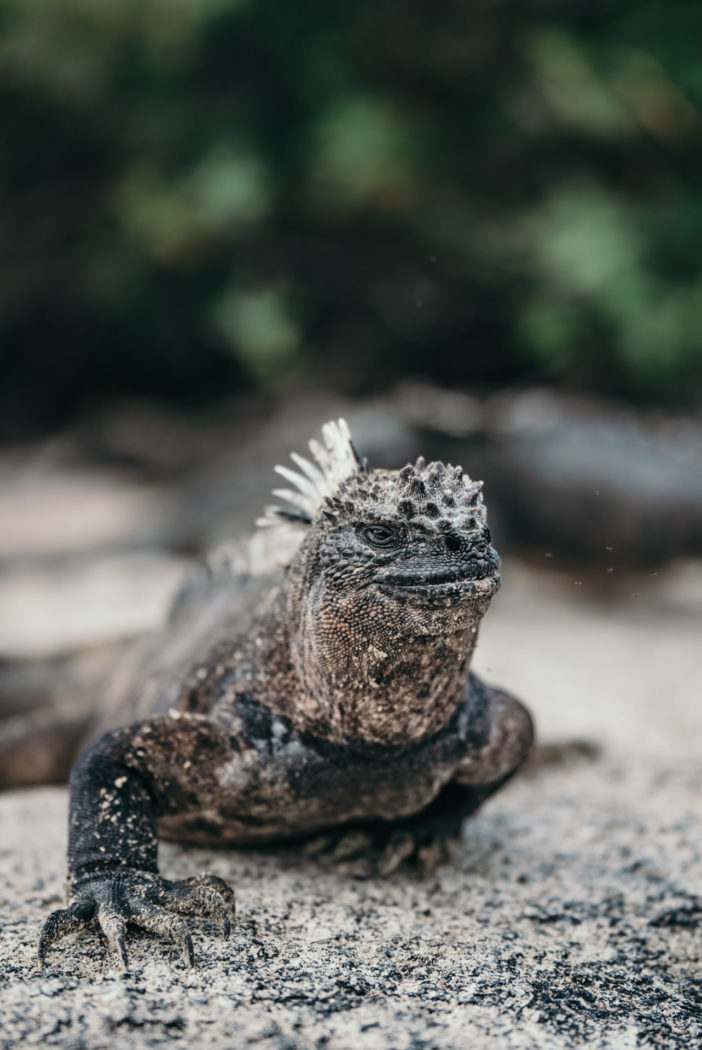 Ecuador Galapagos marine iguana 06334