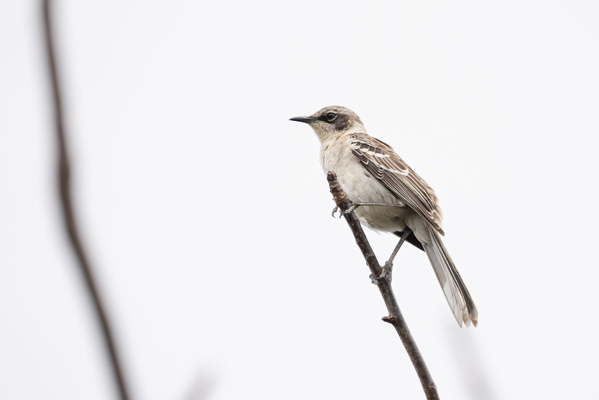 Ecuador Galapagos mocking bird 06207