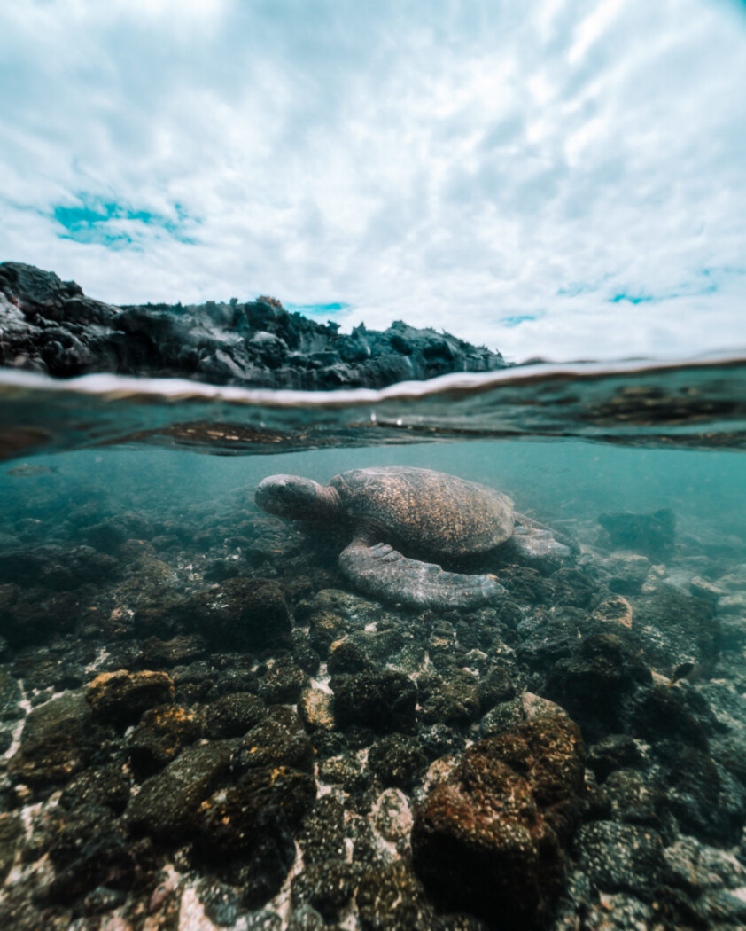 galapagos turtle