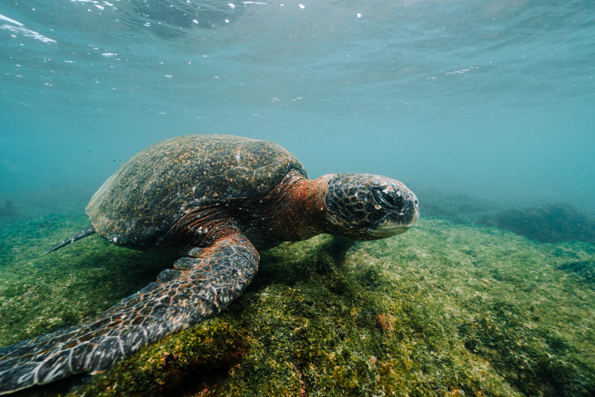 Ecuador Galapagos turtle snorkeling 09320