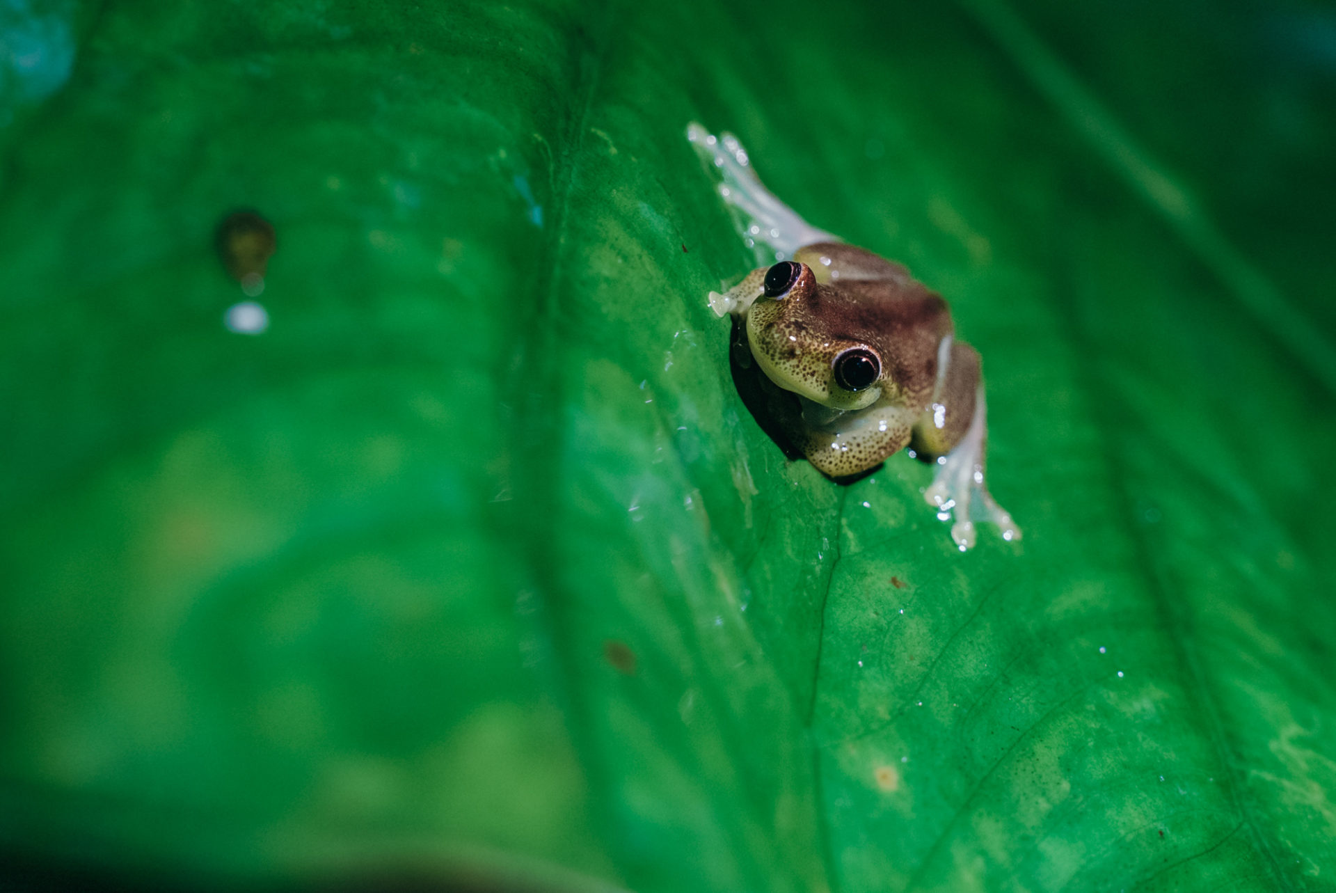 The endemic Mashpi frog