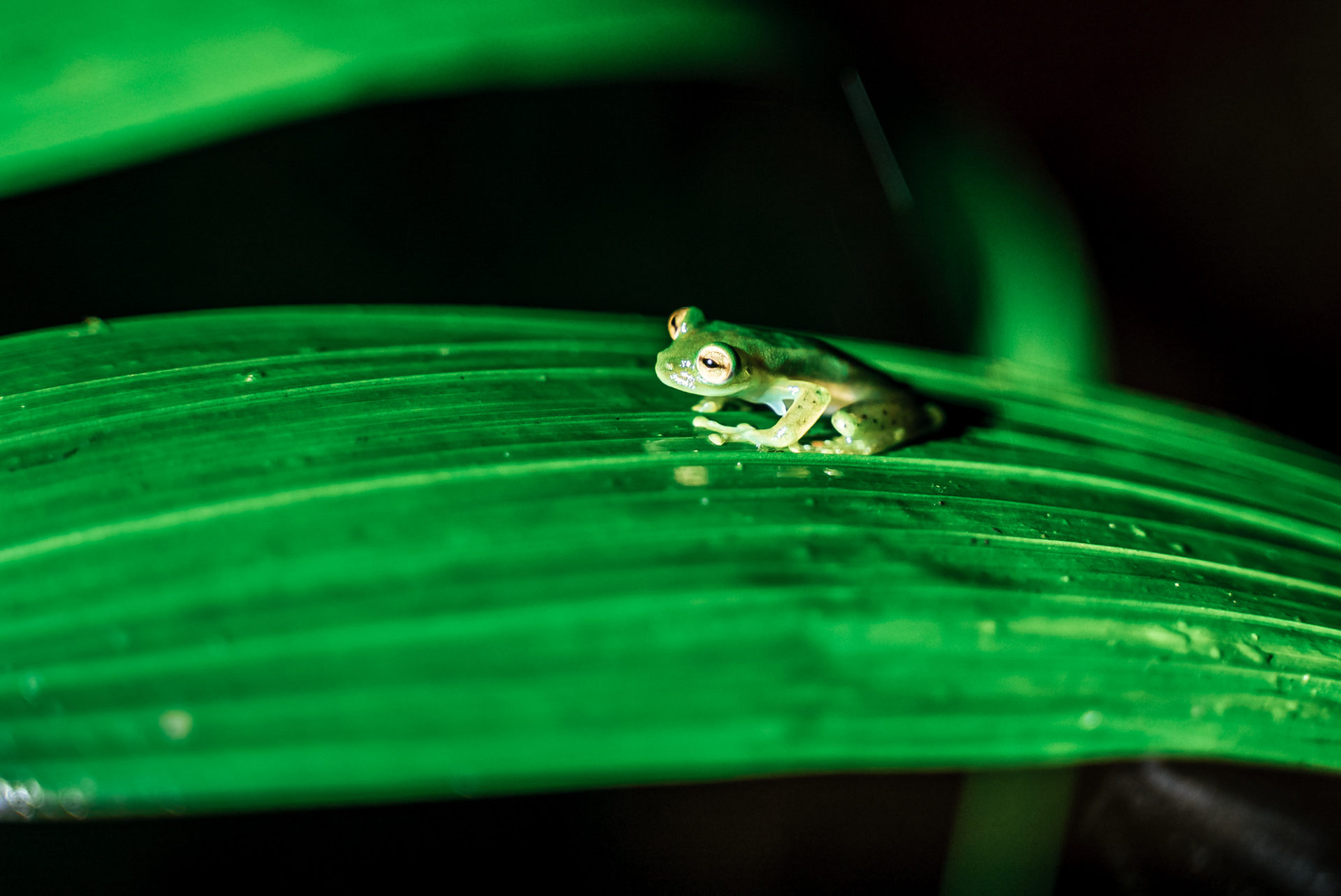 Glass frog spotted on our Night Walk at Mashpi