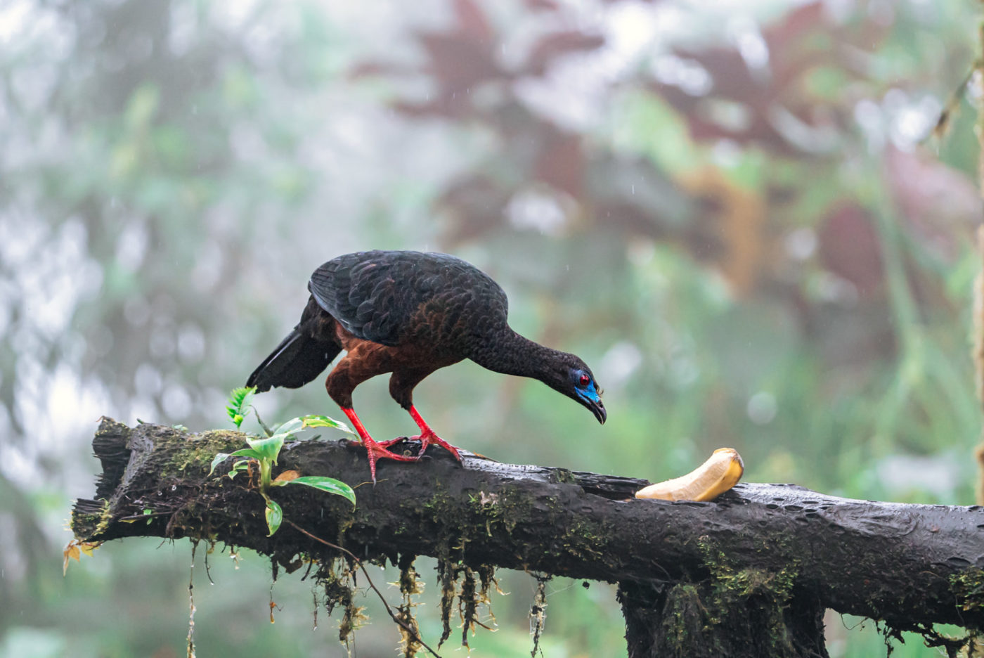 Ecuador Mashpi Reserve Lodge turkey bird 06746