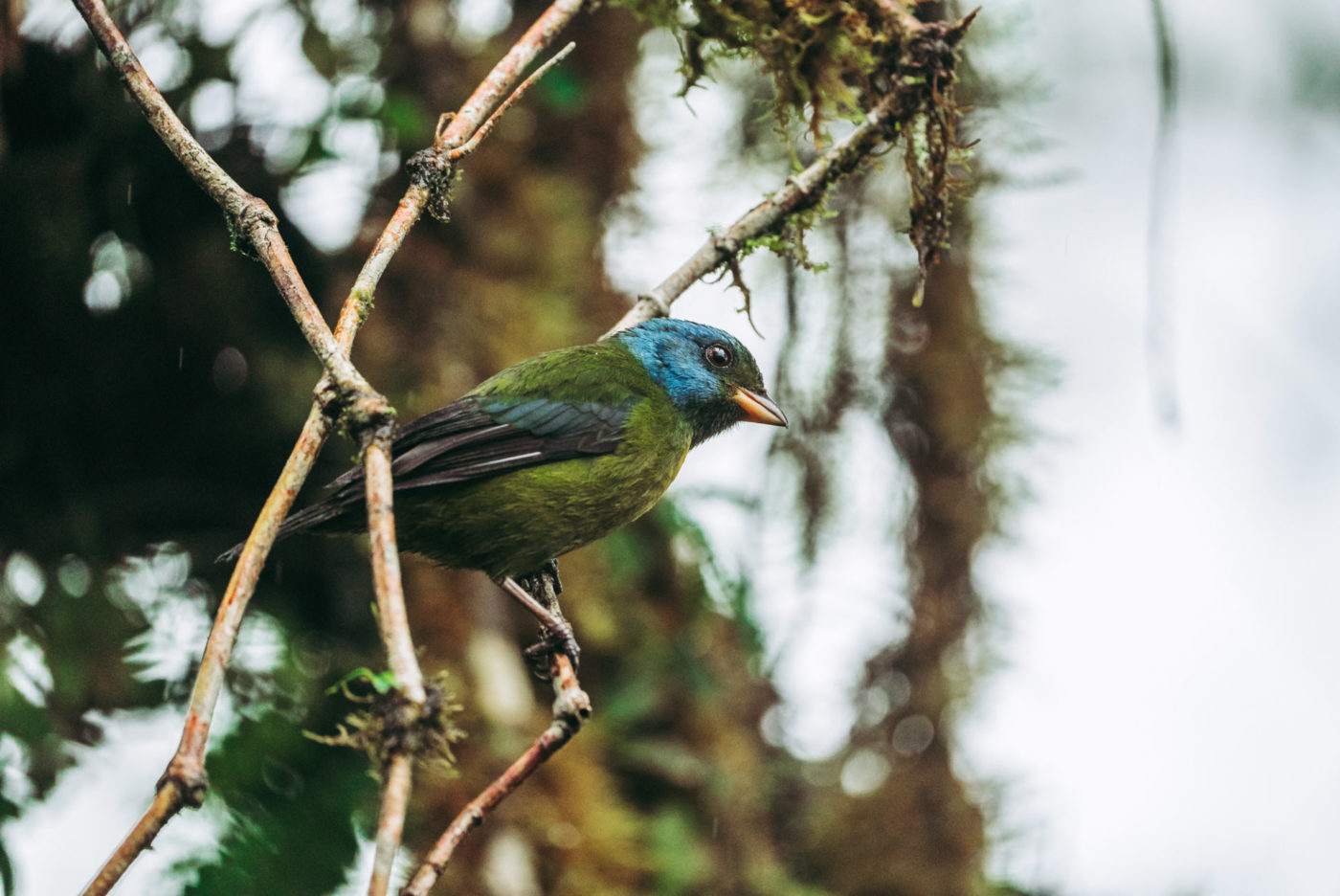 Ecuador Mashpi bird 06734