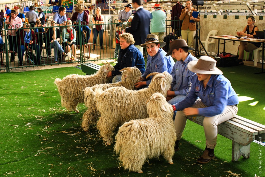  Longhaired Goat Judging Competition