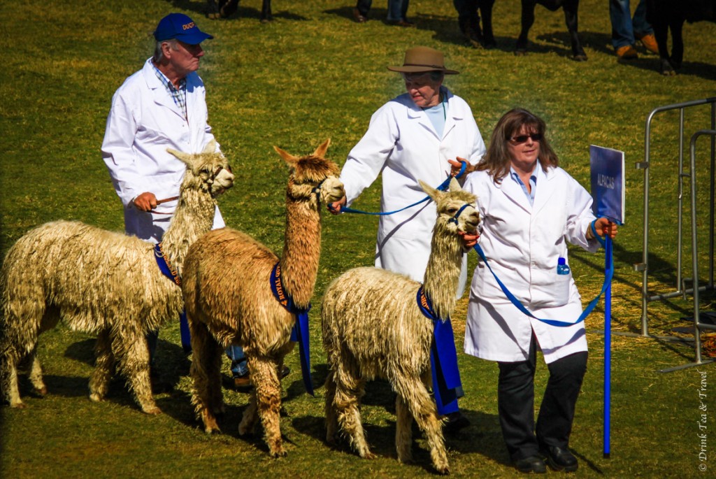 Award winning lamas at Royal Queensland Show