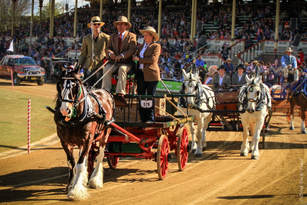Beautiful horse and carriage at the Royal Queensland Show