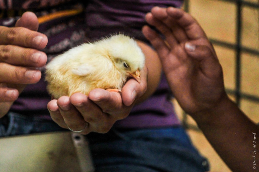 Kids can hold little chickens in the Animal Nursery Pavilion
