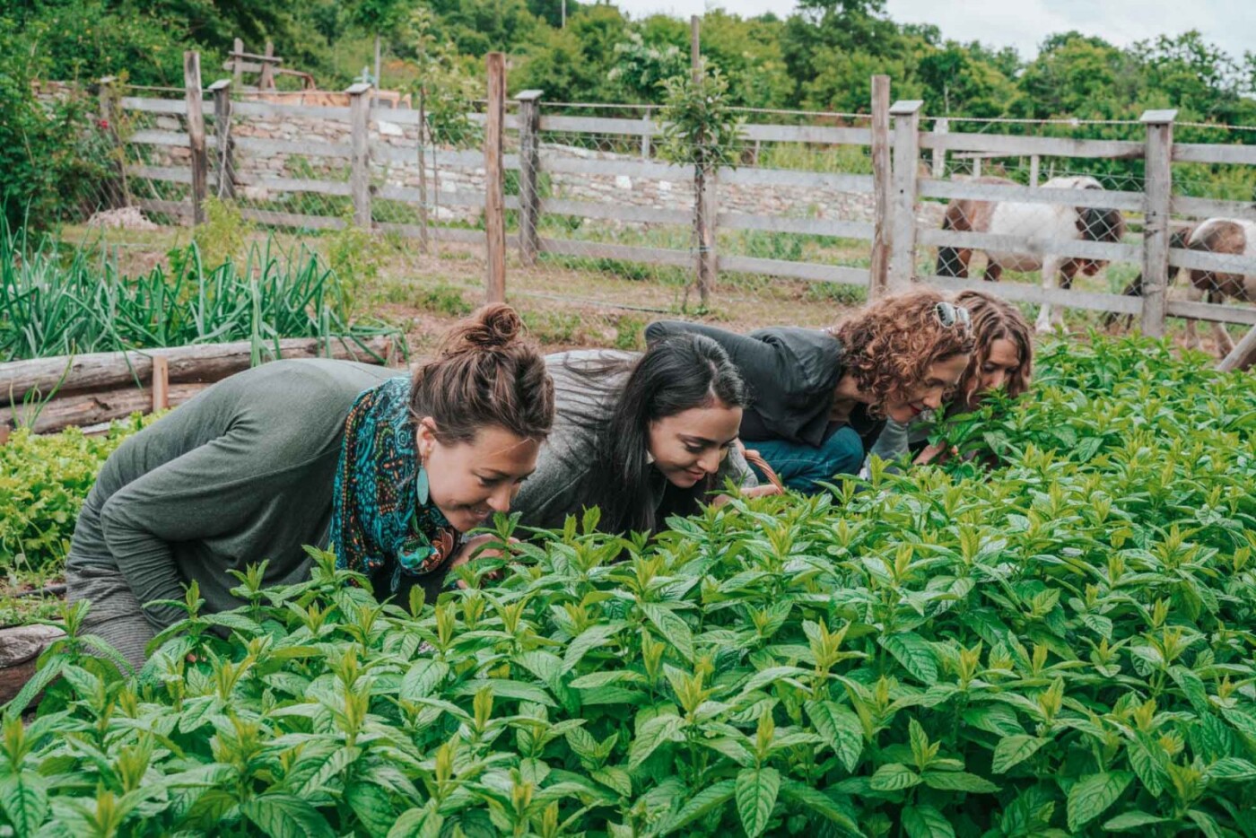 Foraging for greens at the Karaiskos Farm. 