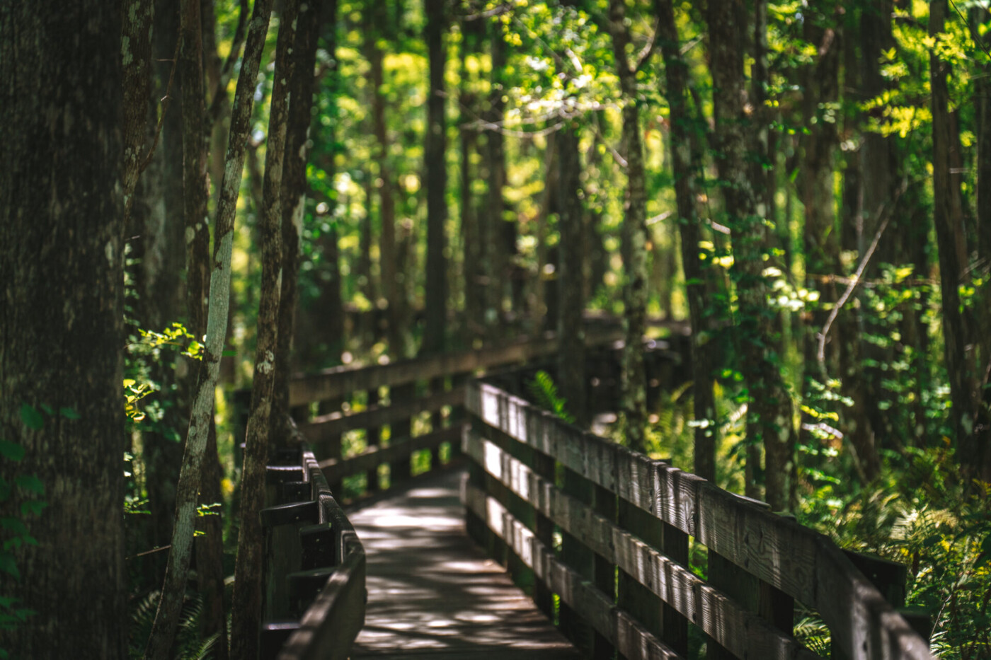 On the boardwalk at Six Miles Cypress Slough Preserve