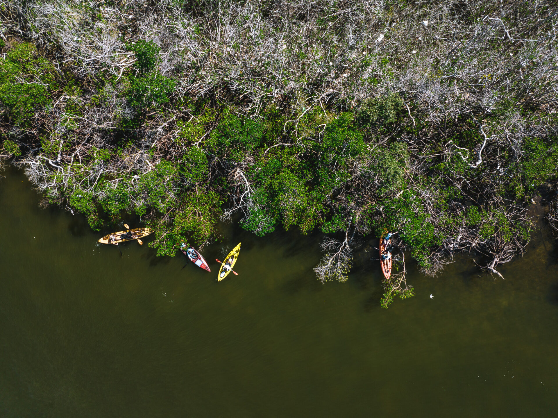 Volunteers at the mangrove cleanup