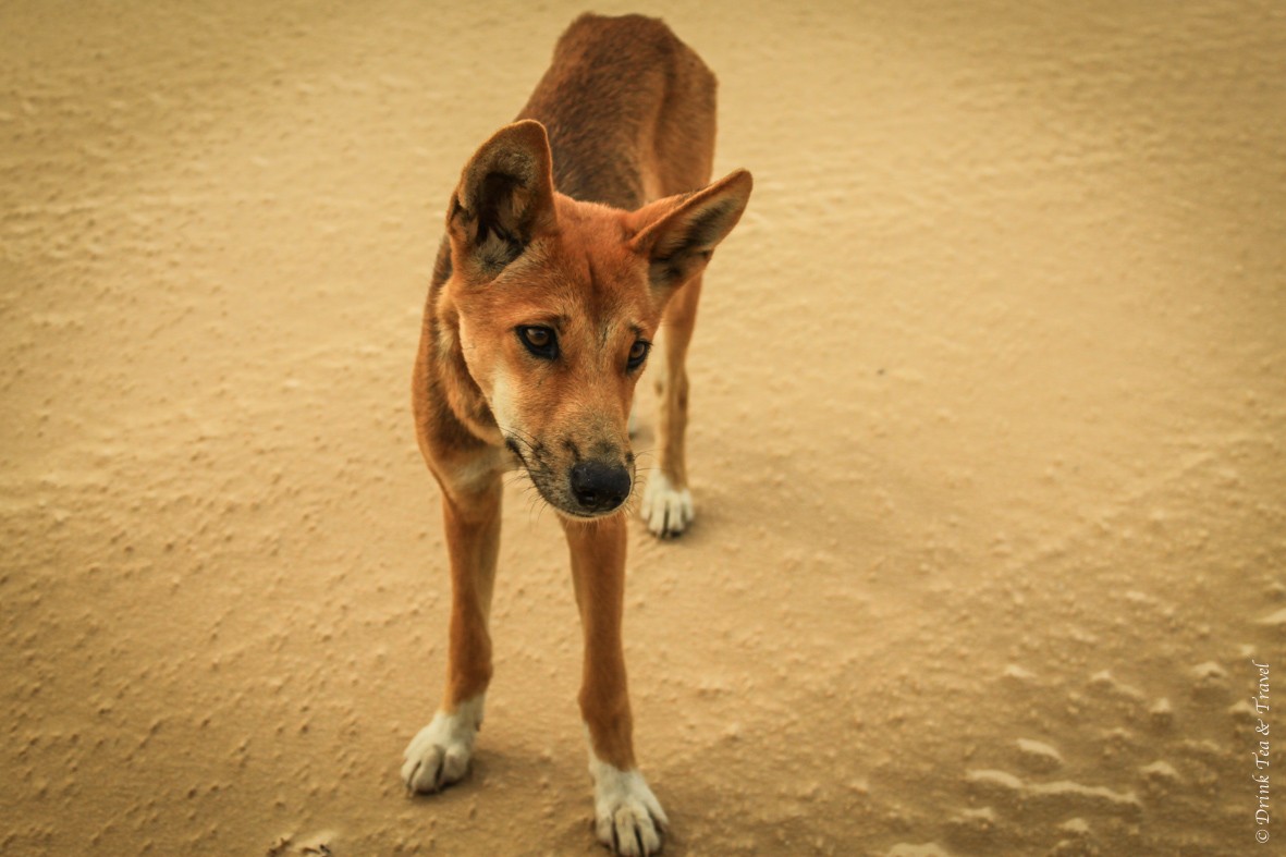 Camping on Fraser Island: This dingo looks friendly, but he's not