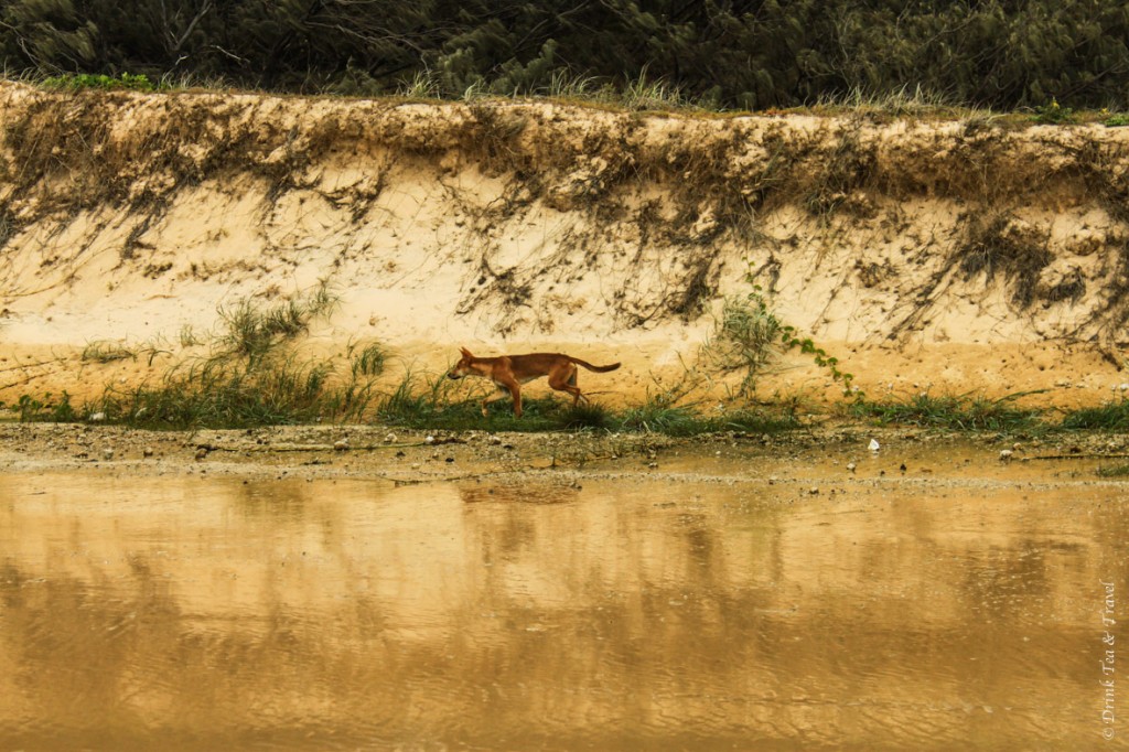 Fraser Island Tour: Dingo on beach 