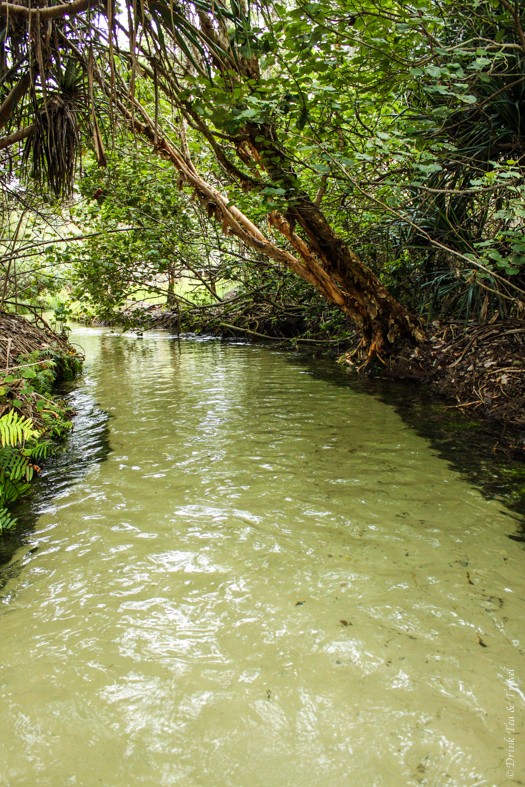 Fraser Island Tour: Eli Creek