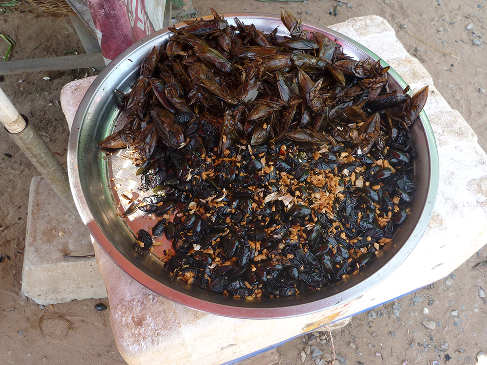 Fried Beetles Moths. Food in Cambodia