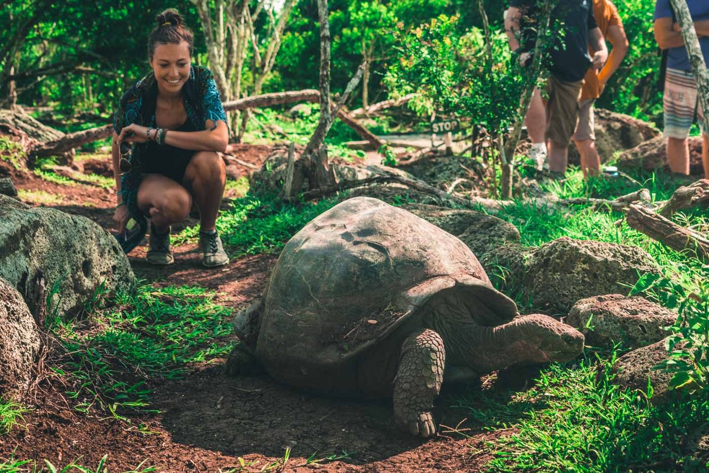 Galapagos Floreana Oksana tortoise 2310