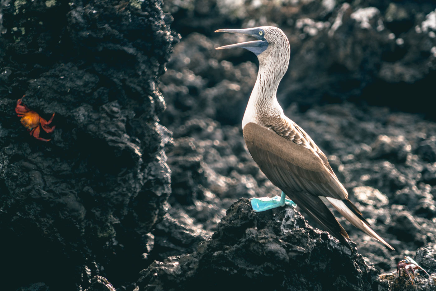 Blue footed booby eyeing a red crab on the lava rocks on Isabela Island