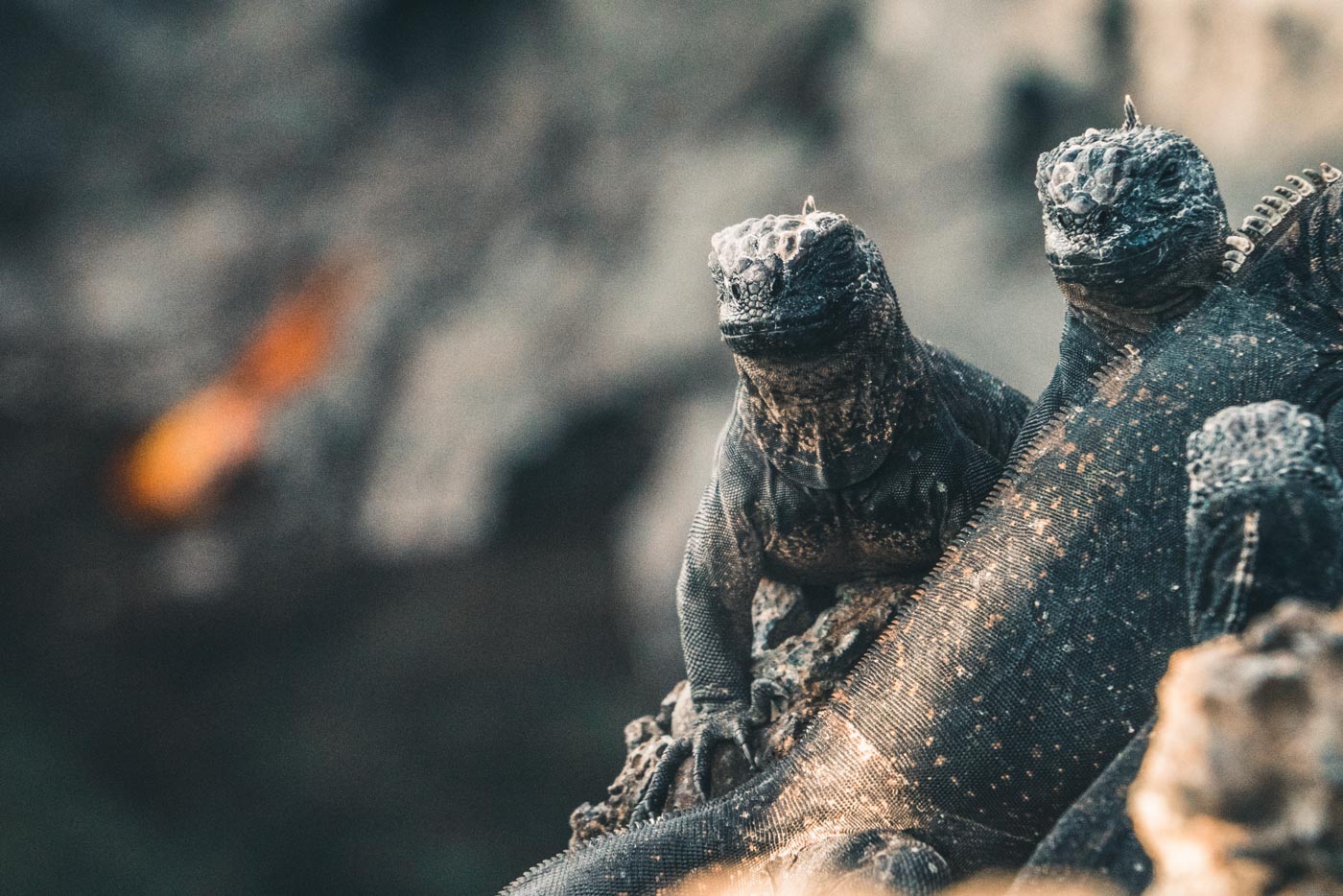 Baby marine iguanas on Isabela Island