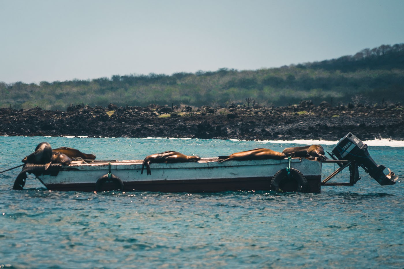 A group of lazy sea lions catching the mid day rays aboard a fishing boat on San Cristobal Island. Galapagos