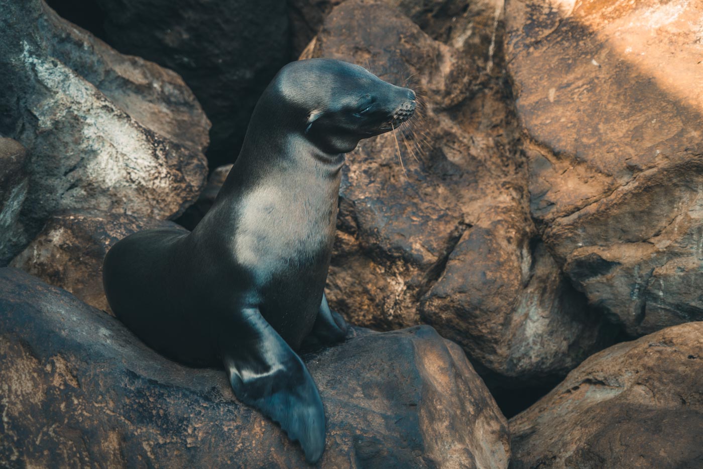 The cutest resident sea lion on San Cristobal Island
