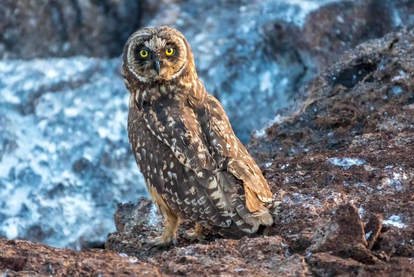 Galapagos short eared owl