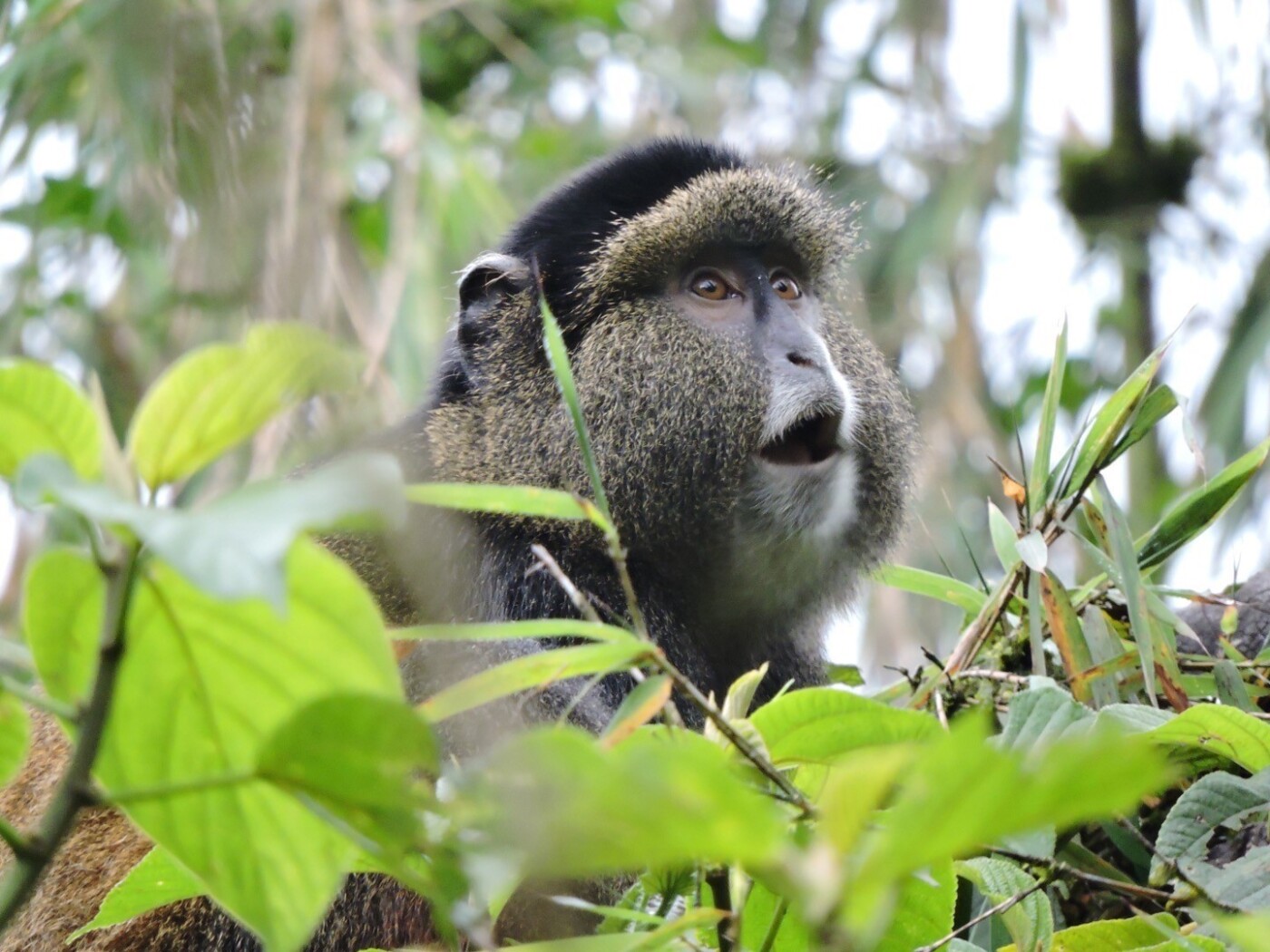 luxury wildlife experienes
