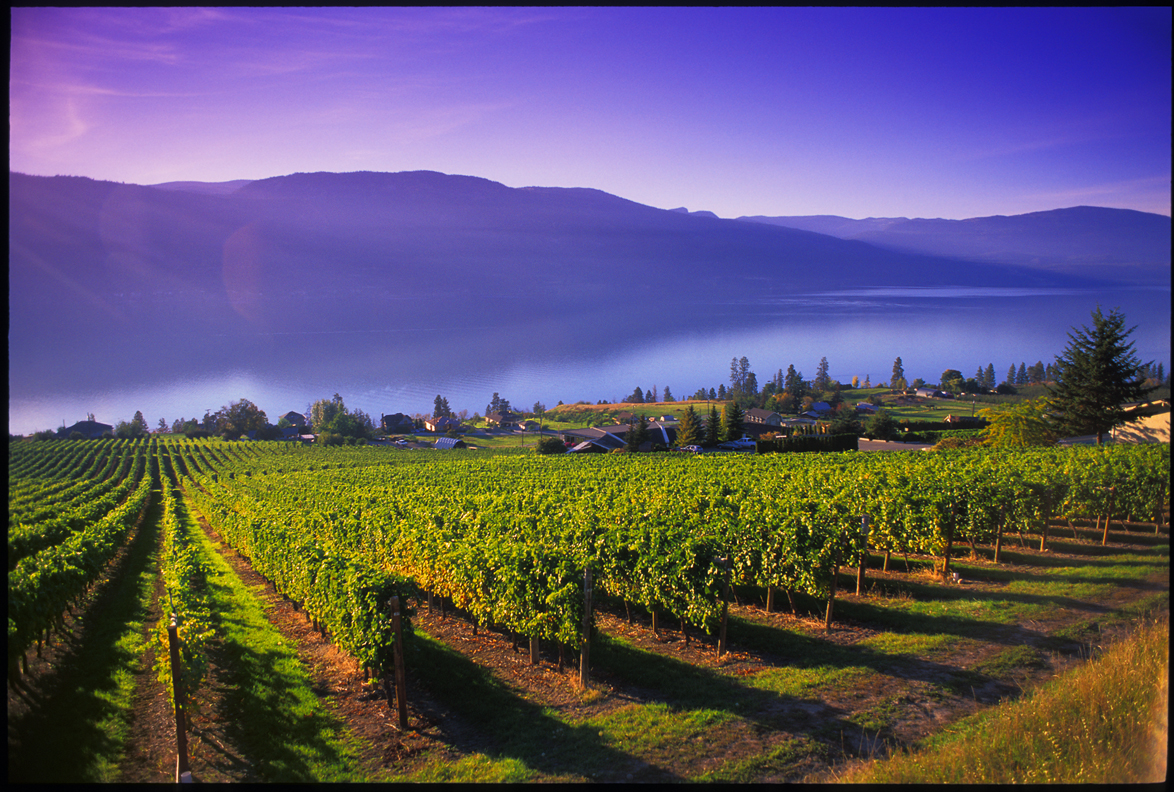 Top wineries in Okanagan - Gray Monk Estate