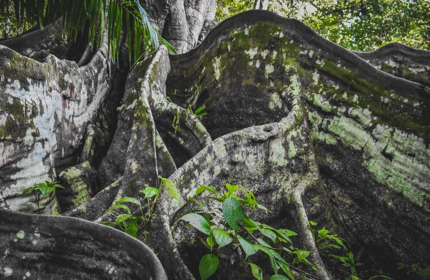 Green moss on gray rock hacienda baru