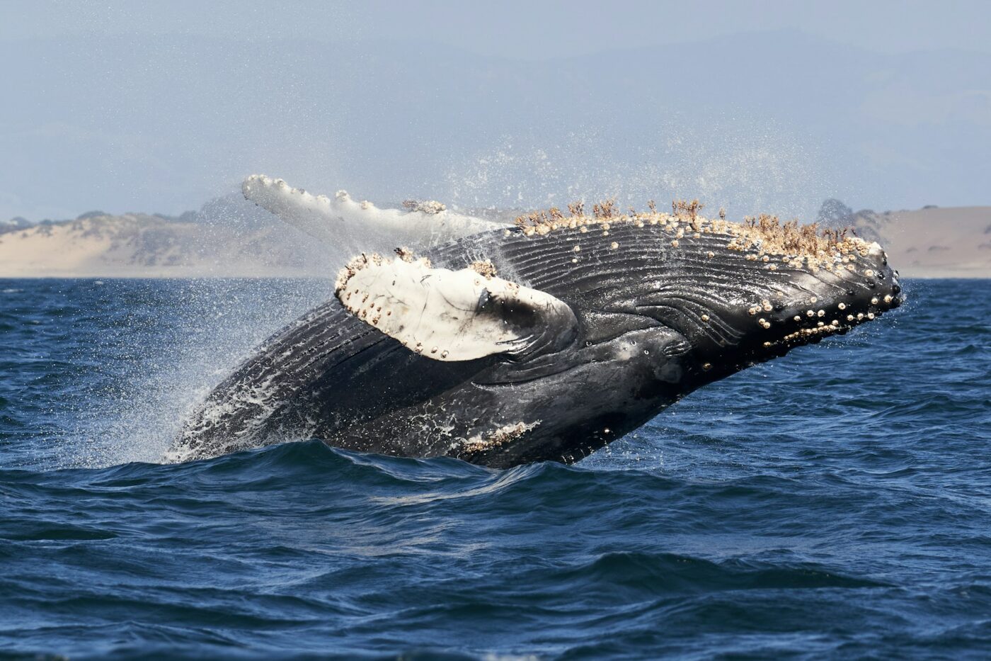 Humpback whales with barnacles