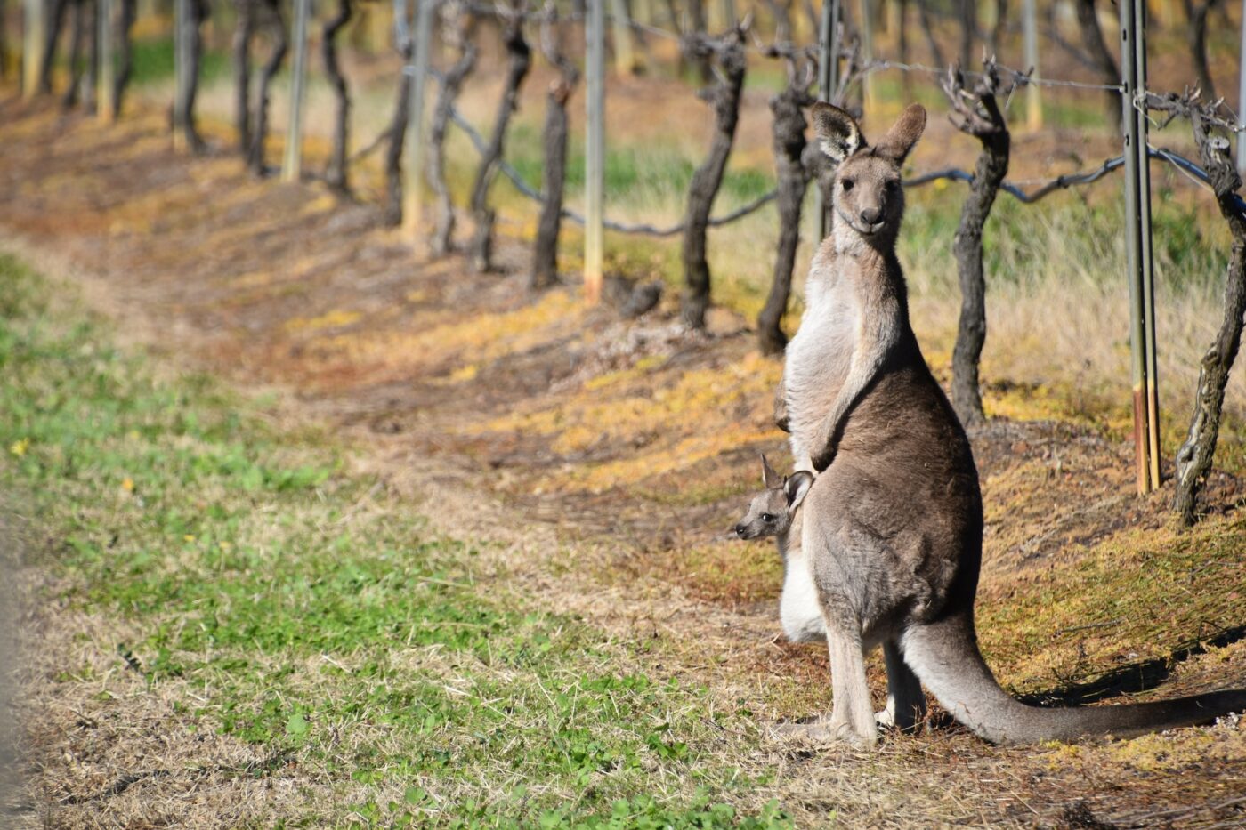 Kangaroo in the Vineyards, Hunter Valley