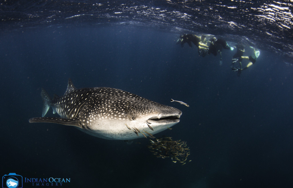 Photo by Indian Ocean Imagery courtesy of Kings Ningaloo Reef Tour