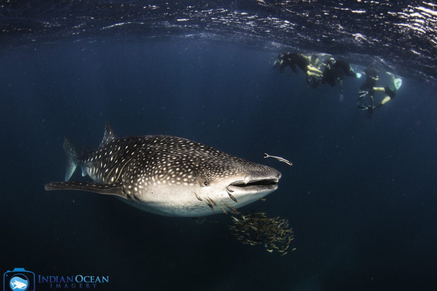 whaleshark by Indian Ocean Imagery courtesy of Kings Ningaloo Reef Tour