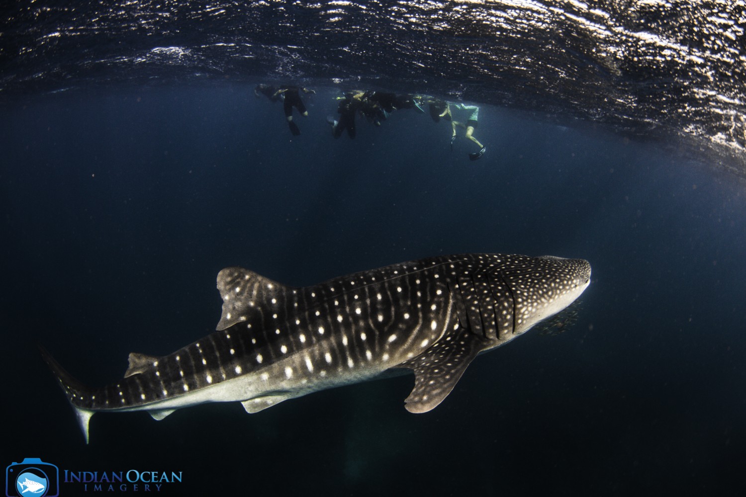 Photo by Indian Ocean Imagery courtesy of Kings Ningaloo Reef Tour