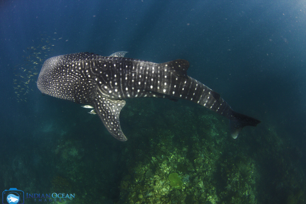 Photo by Indian Ocean Imagery courtesy of Kings Ningaloo Reef Tour, swimming with whale sharks