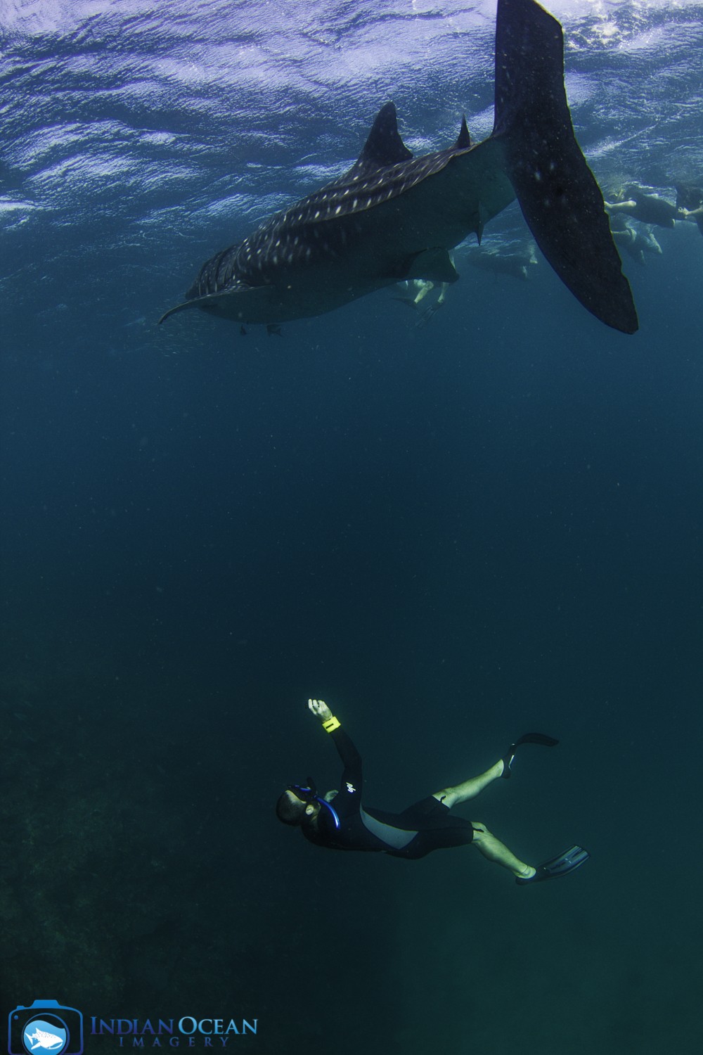 Photo by Indian Ocean Imagery courtesy of Kings Ningaloo Reef Tour, swimming with whale sharks