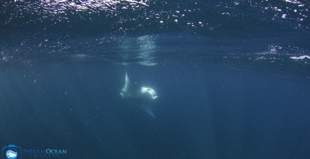 swimming with whale sharks