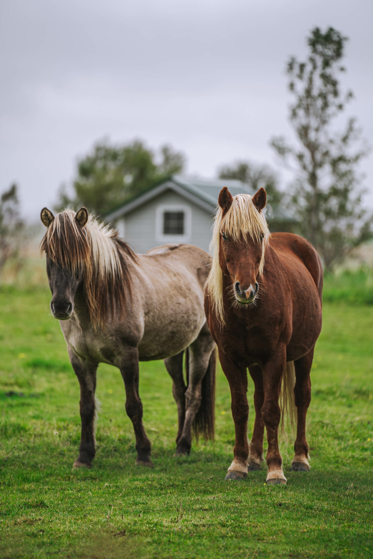 horseback riding