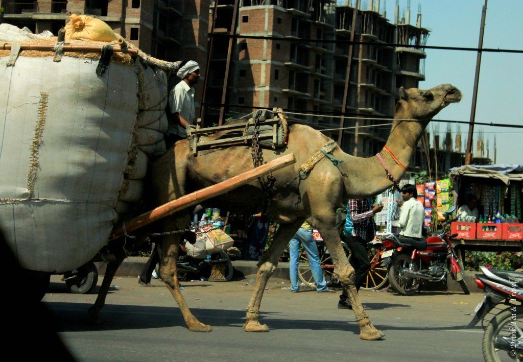 Camel on the street in India
