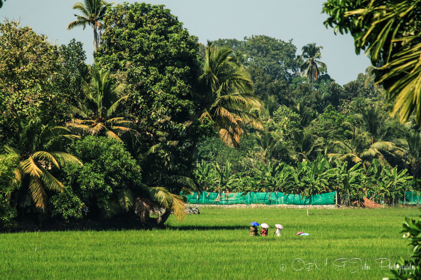 Locals in rice paddies that line the land all around the backwaters. Kerala Backwaters. India