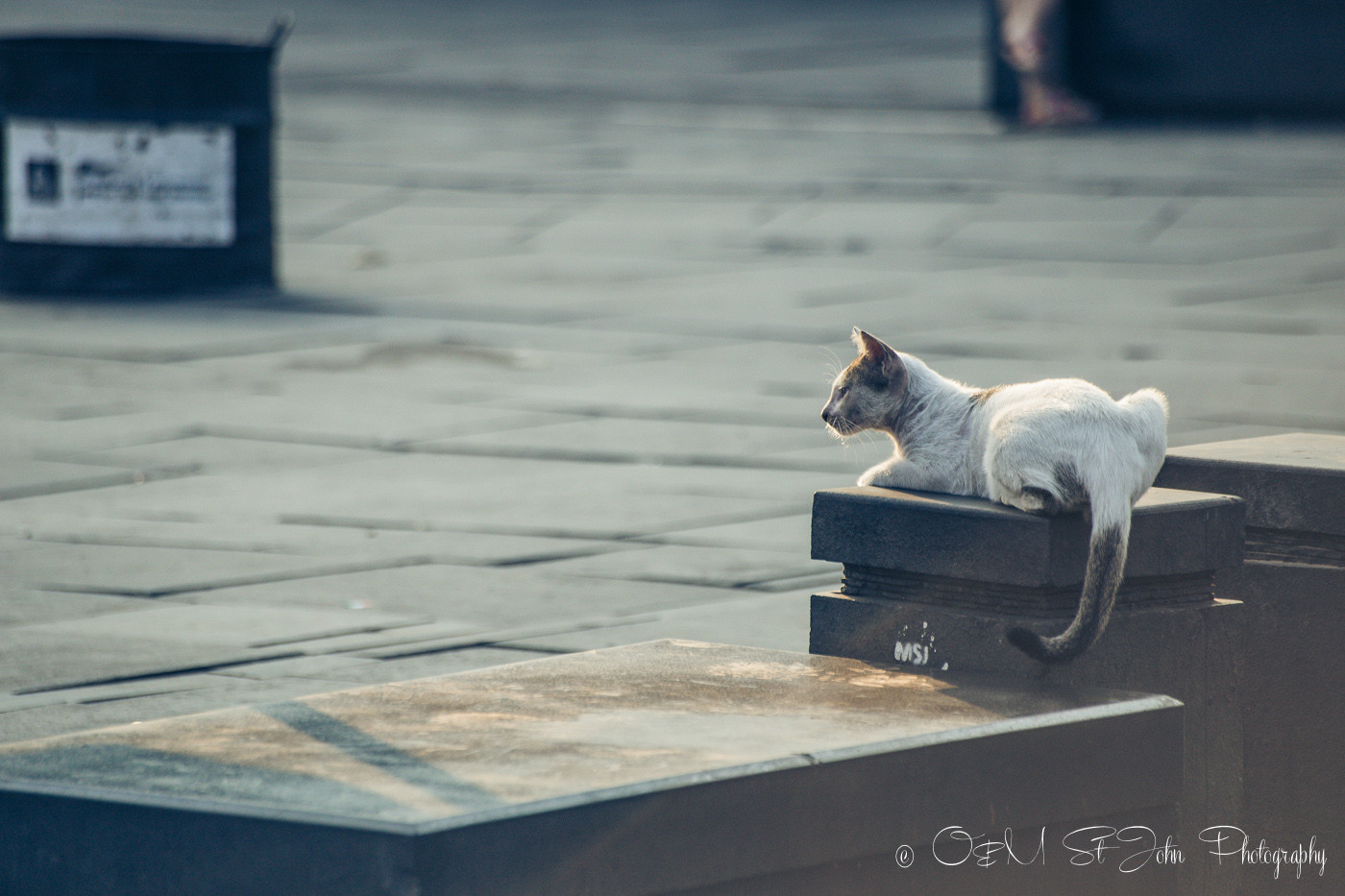 Stray cat enjoying the warm sun rays n Taman Fatahilah, Old Jakarta