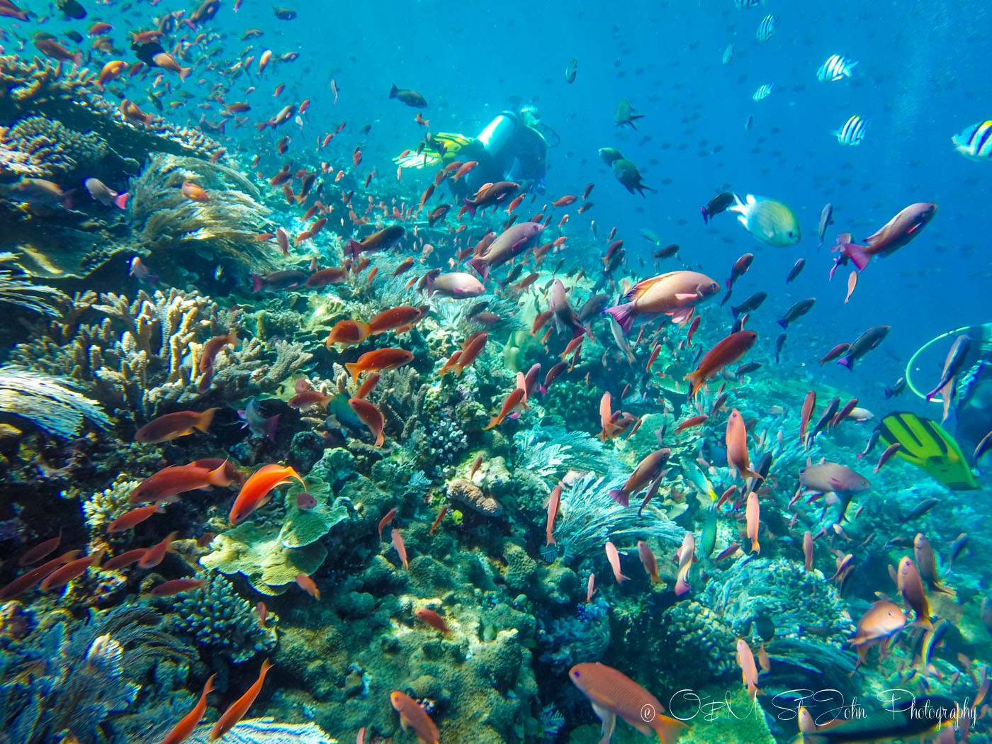 Batu Balong, Komodo National Park, dive in indonesia