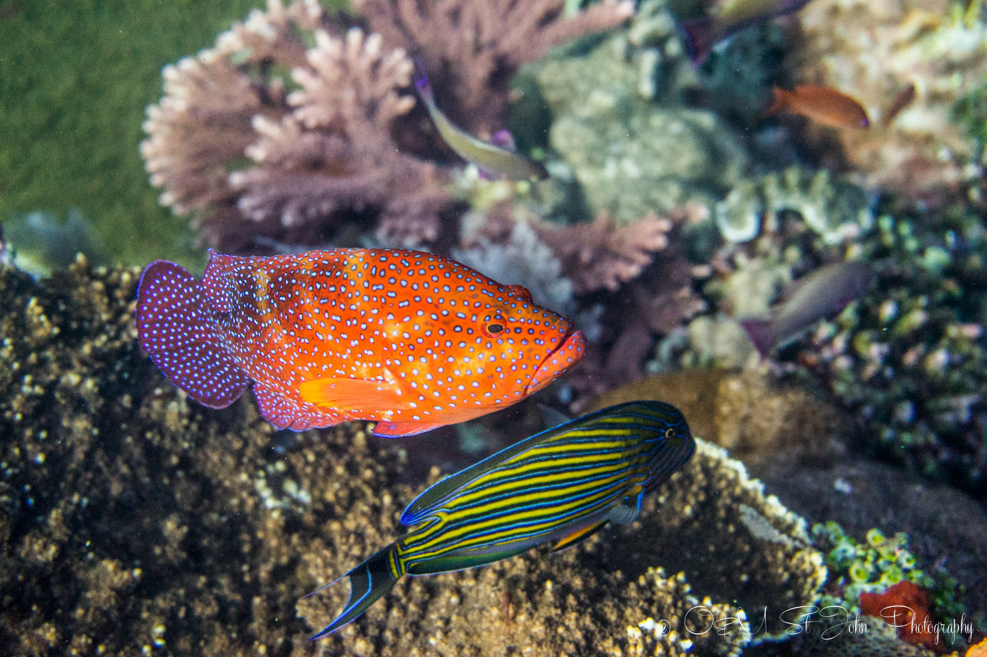 Batu Balong; diving Komodo National Park, Indonesia