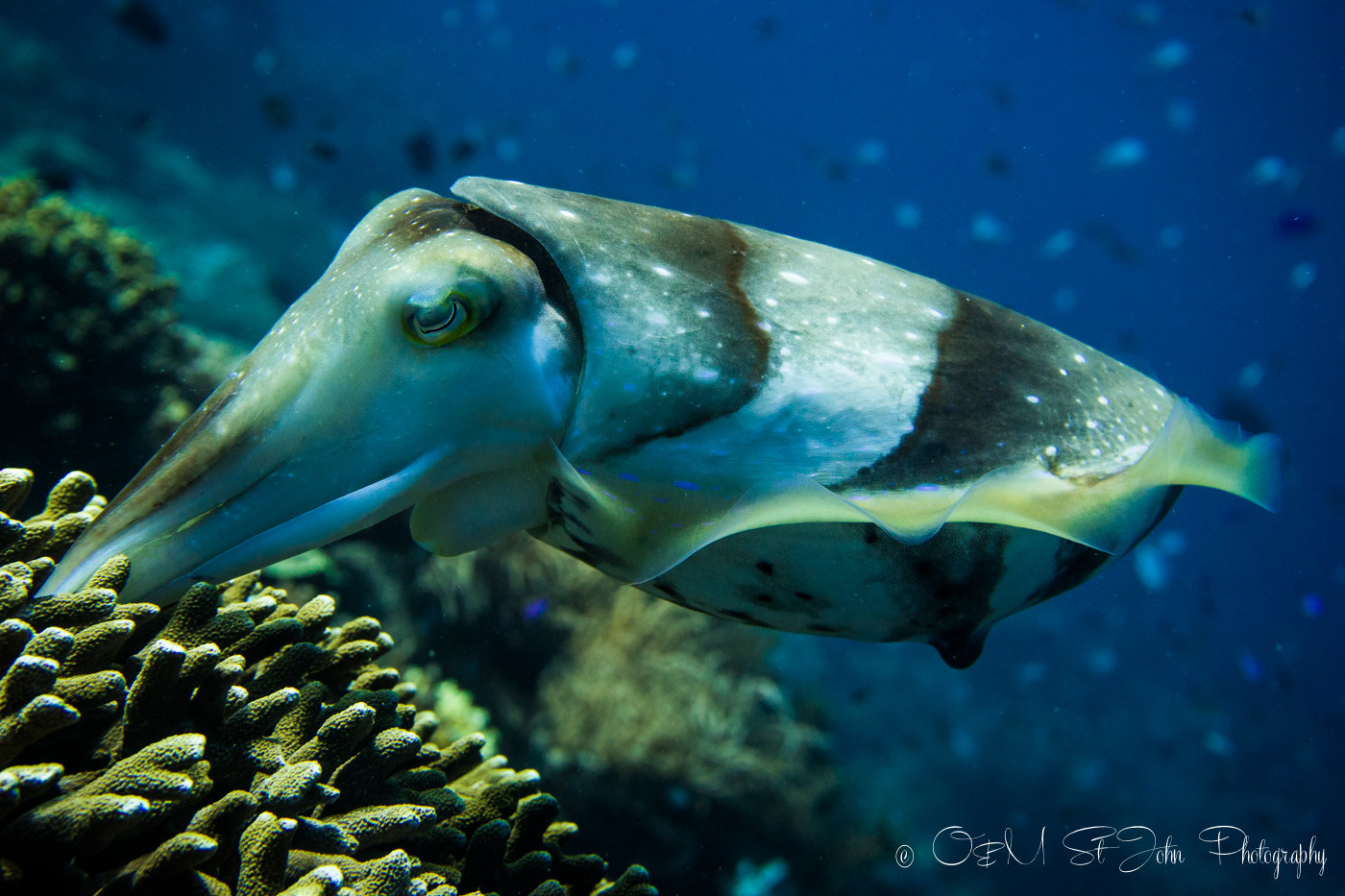 Cuttlefish. Diving in Komodo National Park.